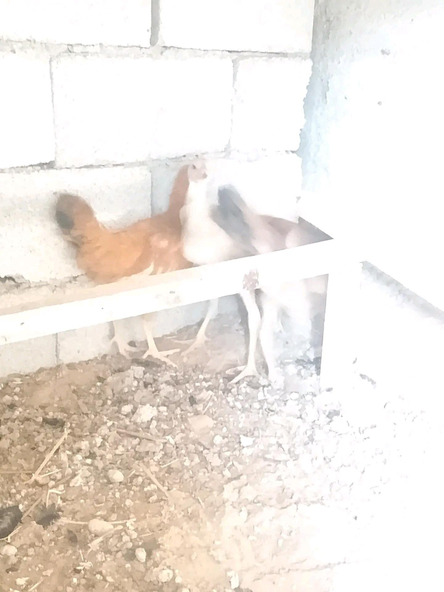 brama taşkent jüje - Бузмеин - img 4