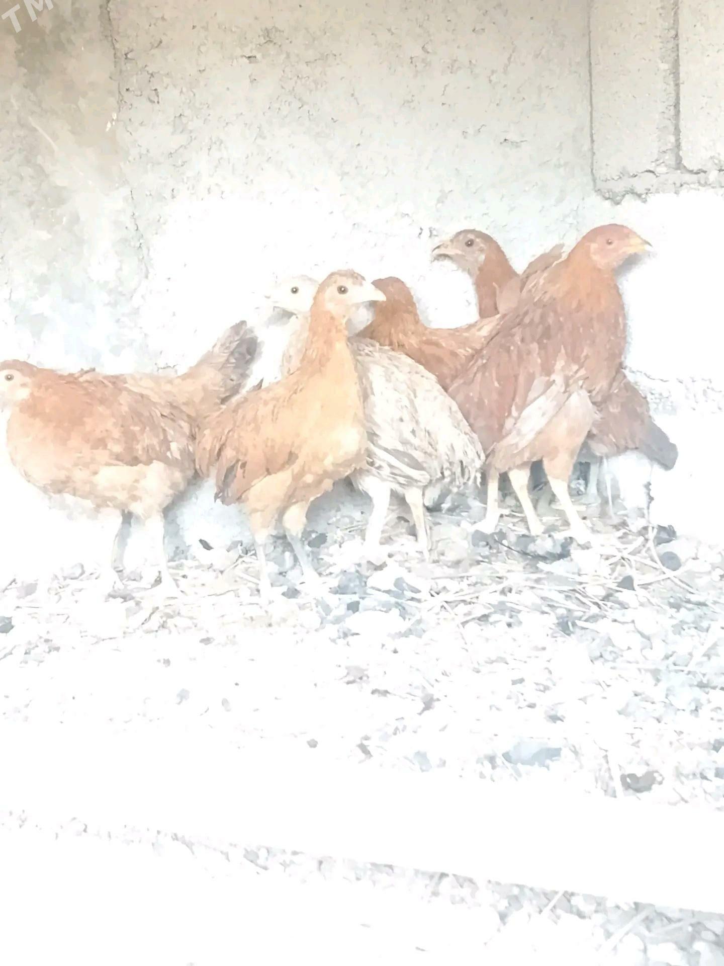 brama taşkent jüje - Бузмеин - img 3