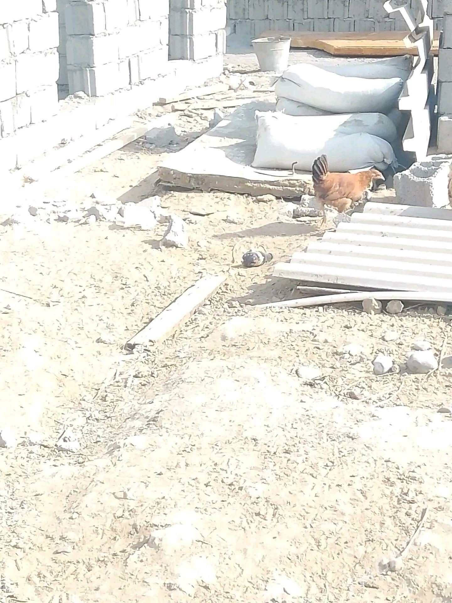 brama taşkent jüje - Бузмеин - img 2