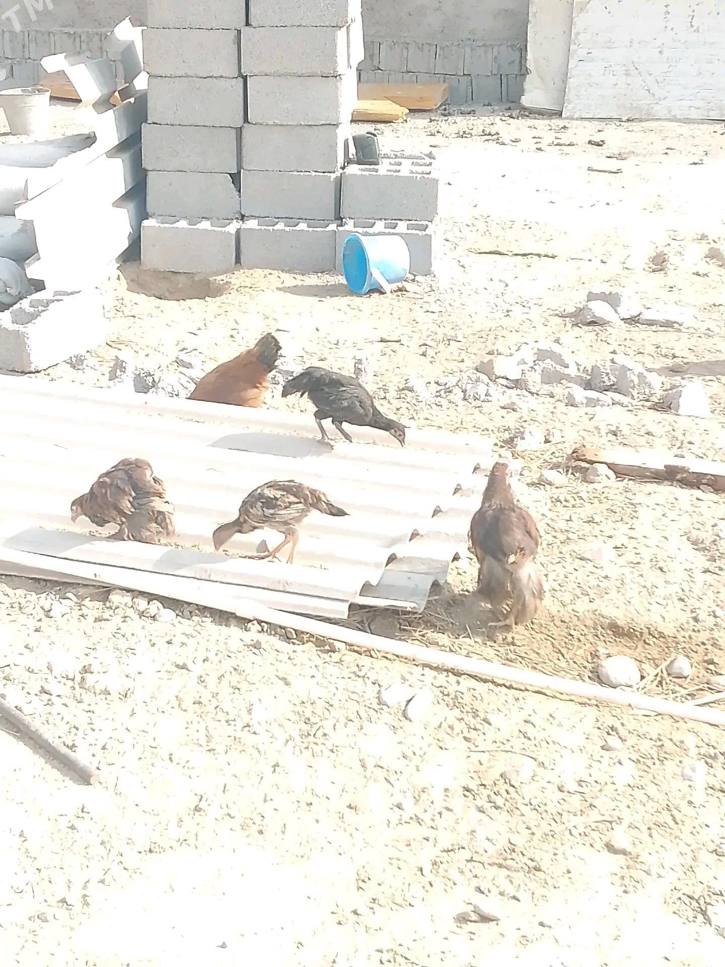 brama taşkent jüje - Бузмеин - img 1