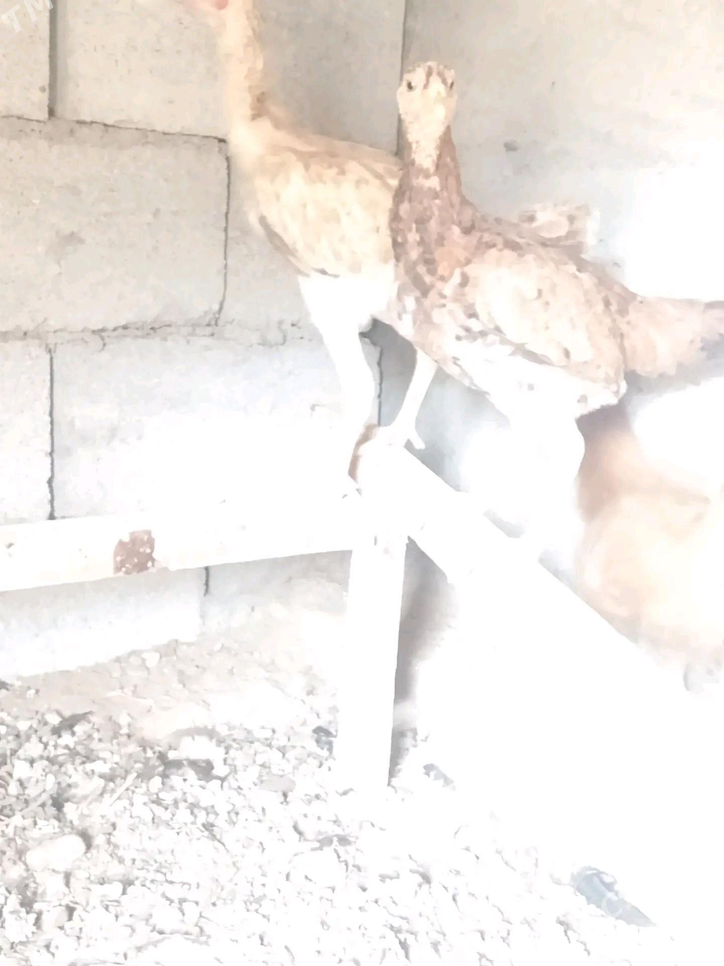 brama taşkent jüje - Бузмеин - img 5