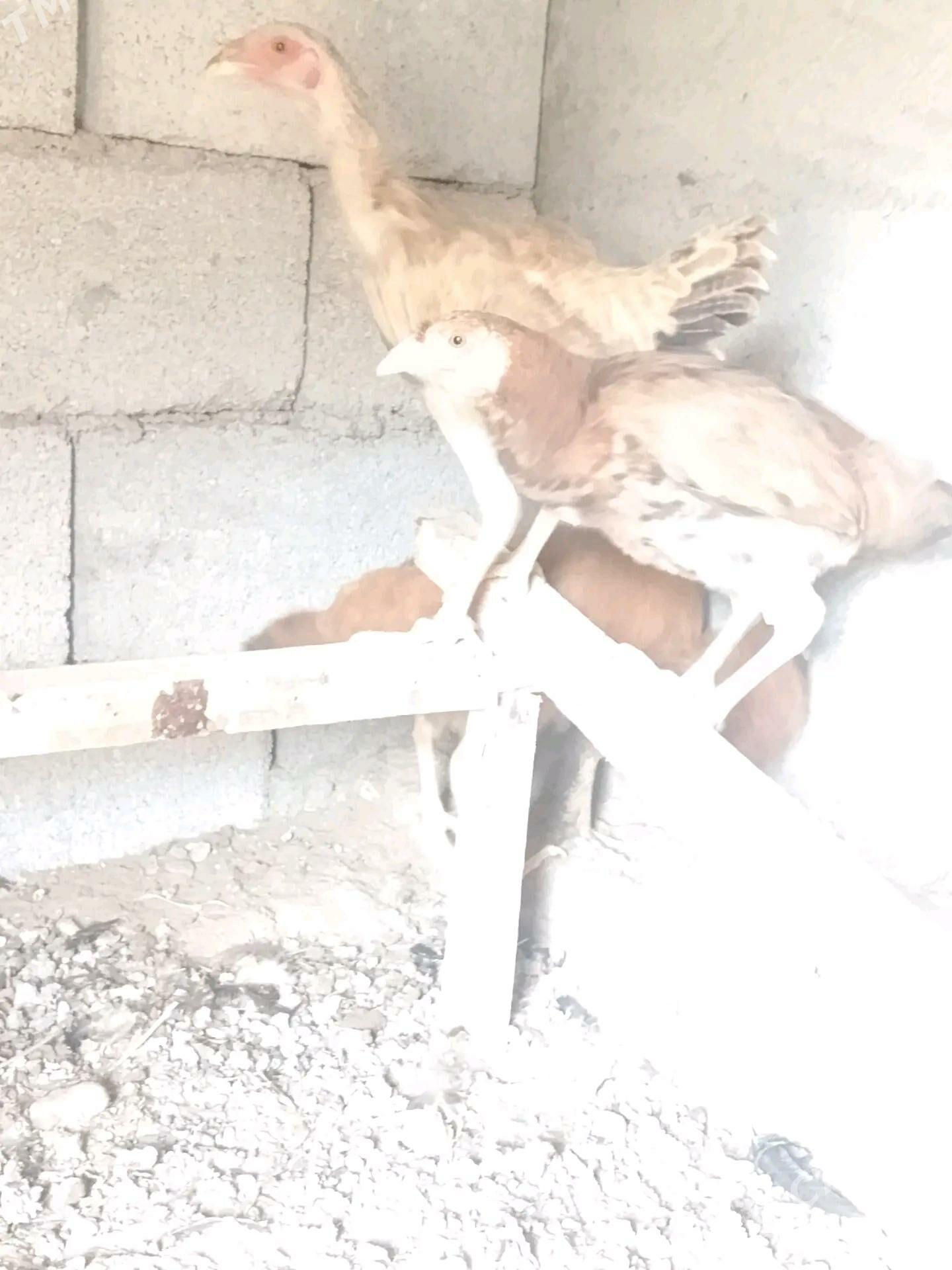 brama taşkent jüje - Бузмеин - img 6