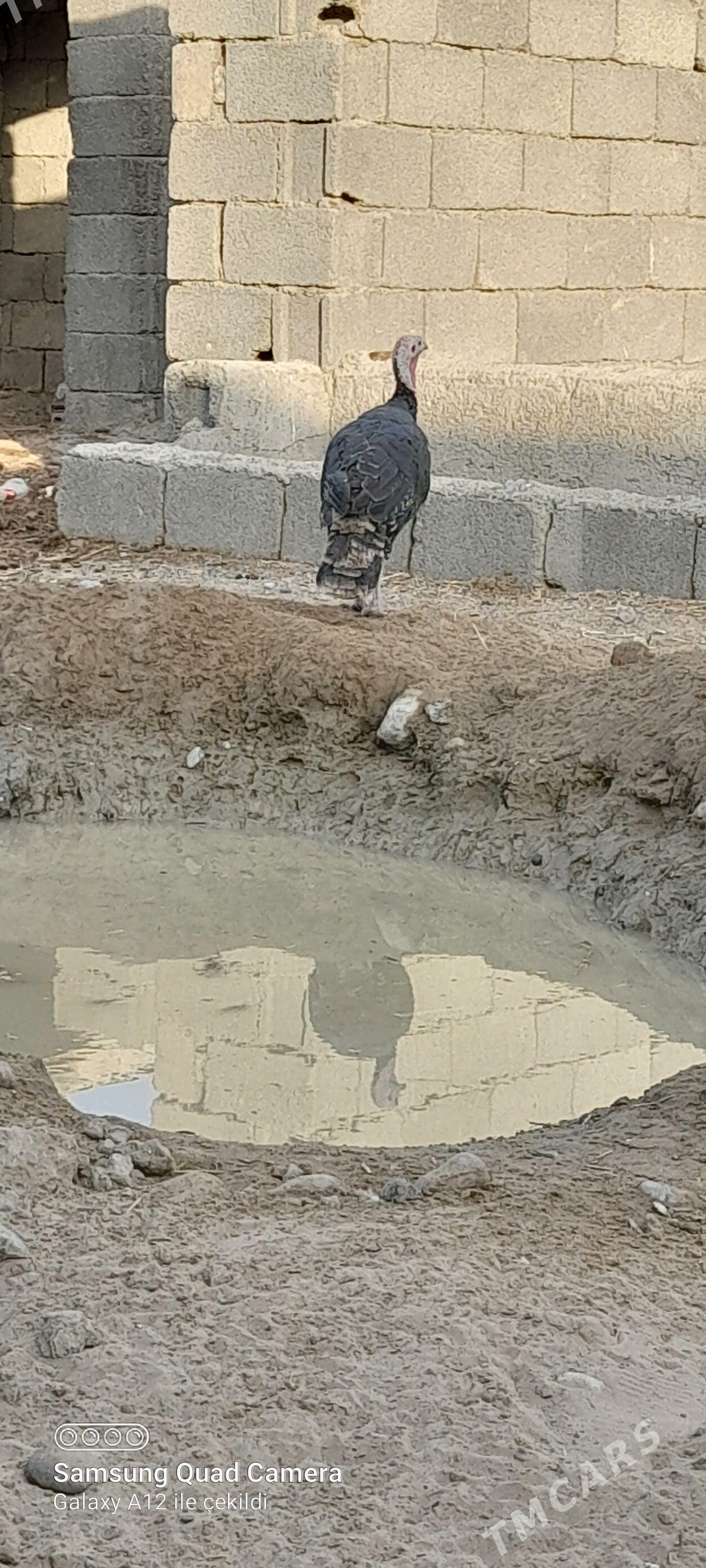 induk - Бузмеин - img 1