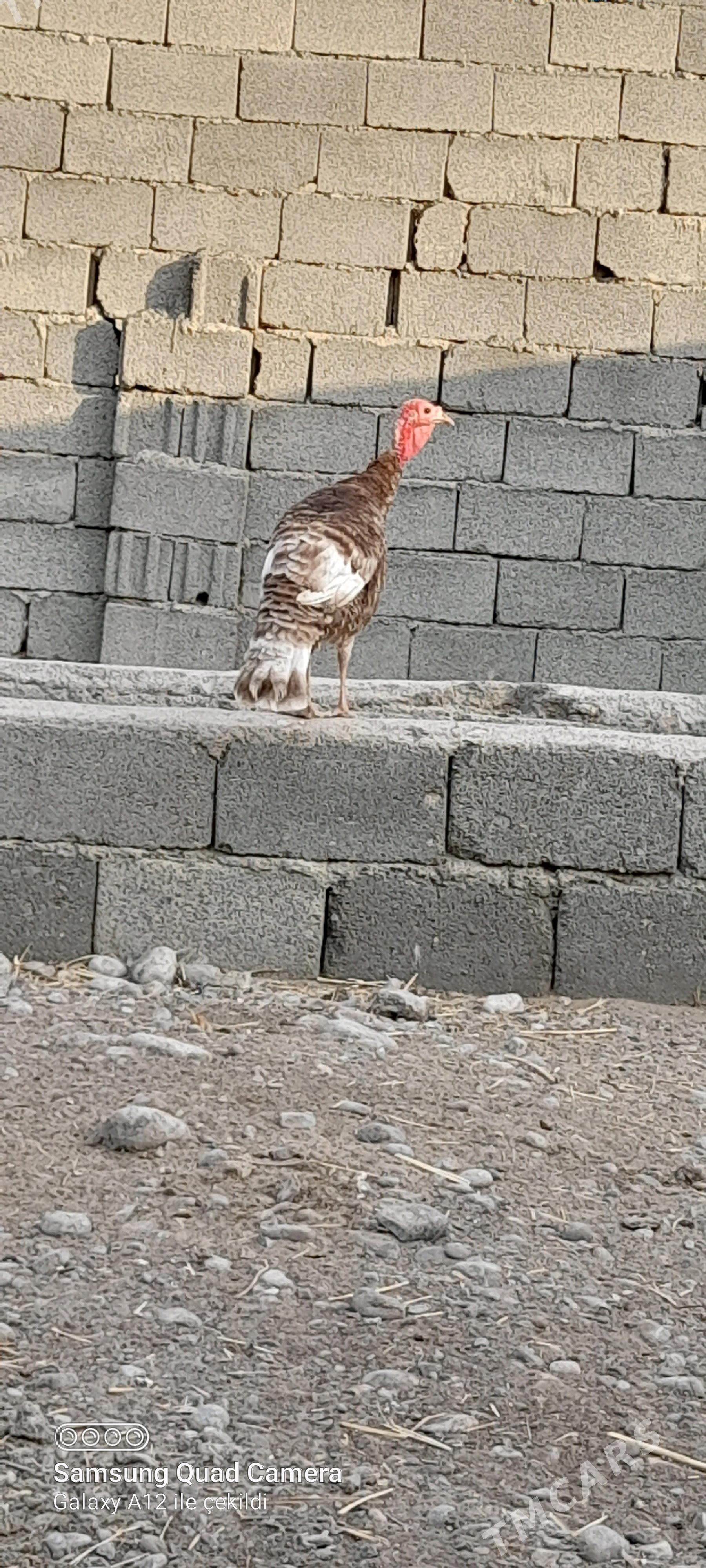 induk - Бузмеин - img 2