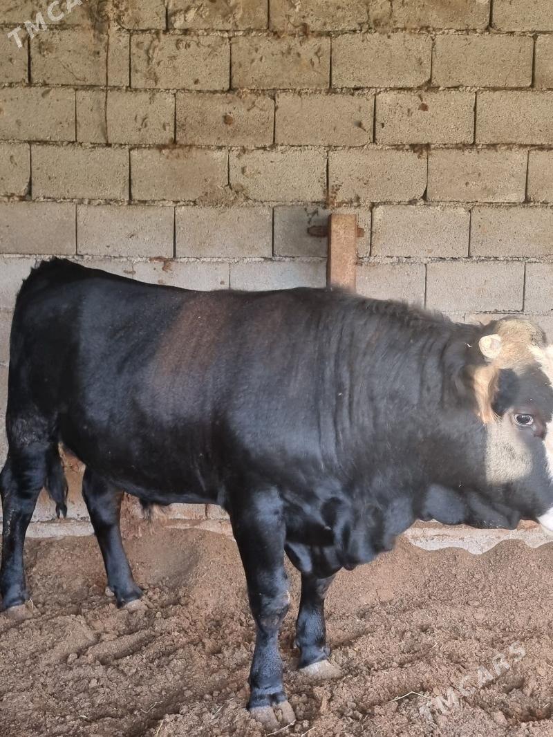 okuz - Bagyr - img 1