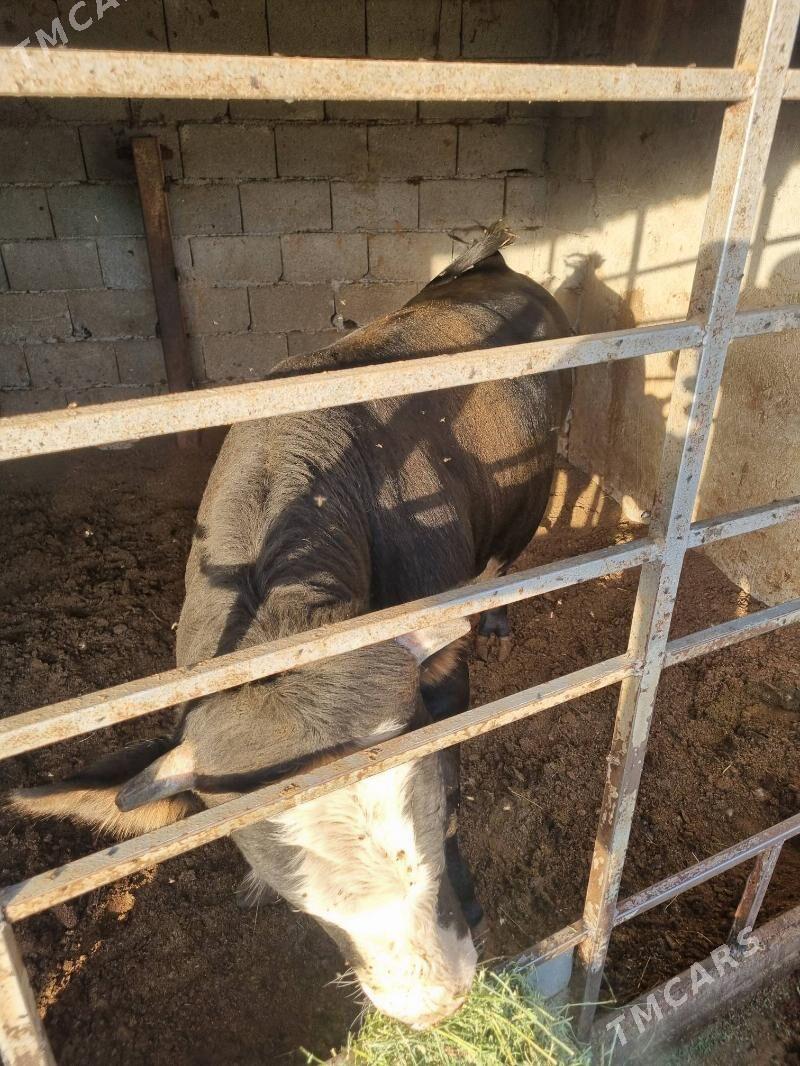 okuz - Bagyr - img 3