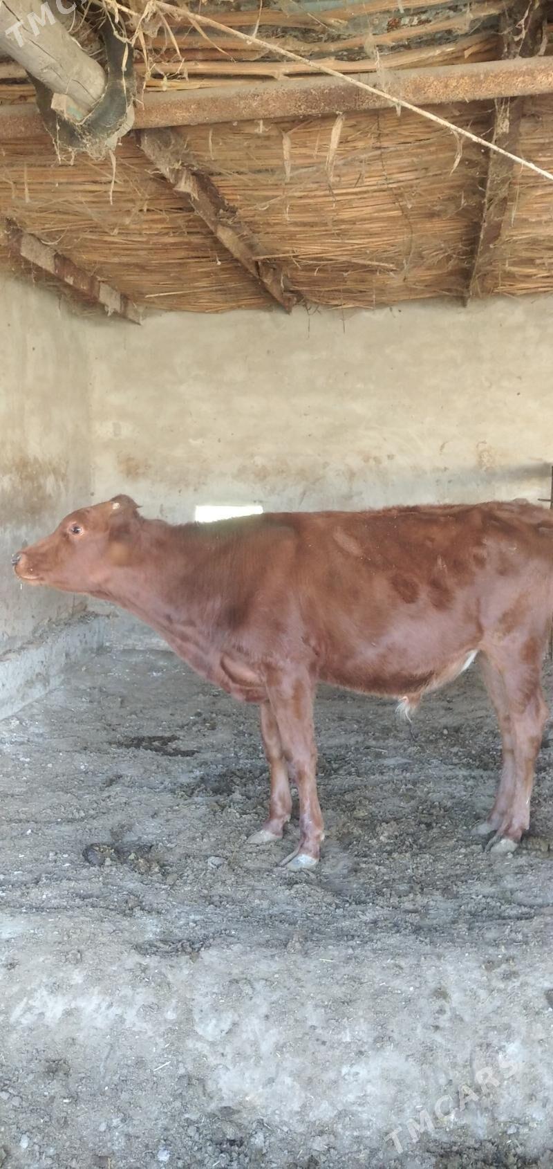 Öküzler - Чарджоу - img 3