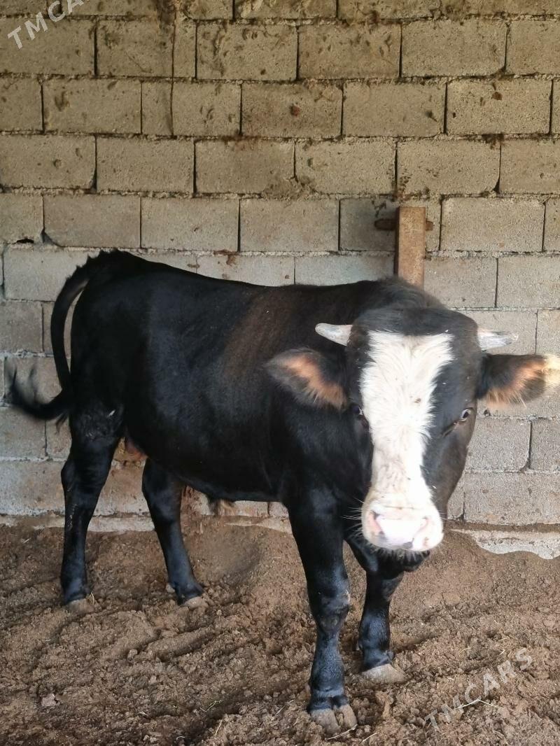 okuz - Bagyr - img 4