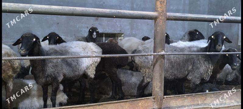 goýun - Векильбазар - img 6