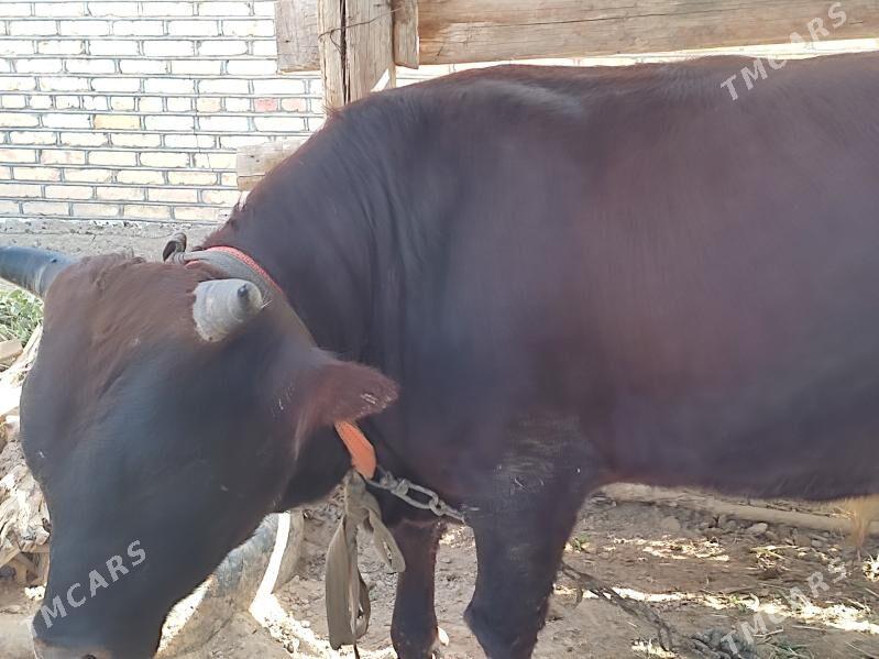 Okuzler - Мары - img 2