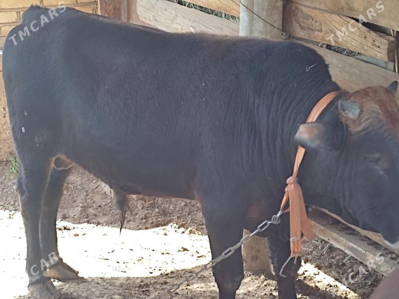 Okuzler - Мары - img 4