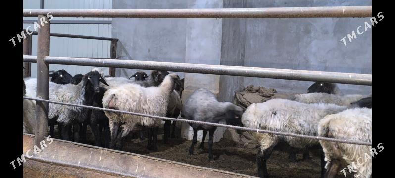 goýun - Векильбазар - img 8