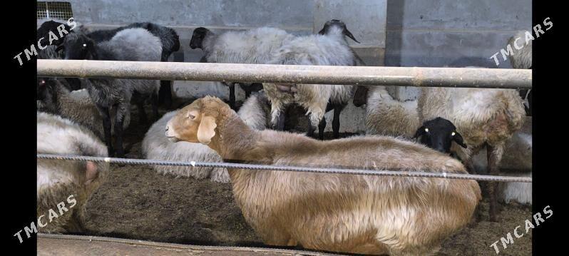 goýun - Векильбазар - img 7