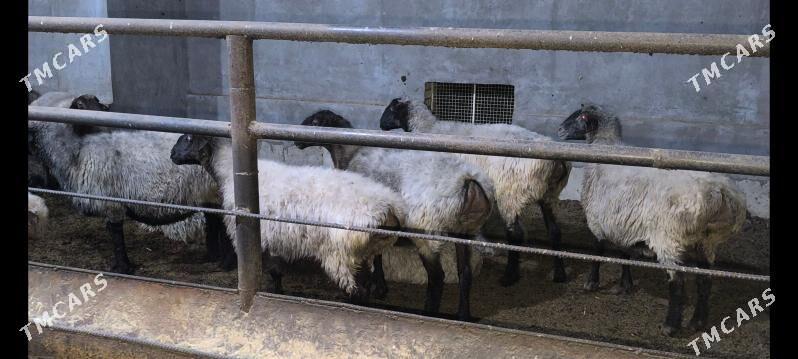 goýun - Векильбазар - img 1