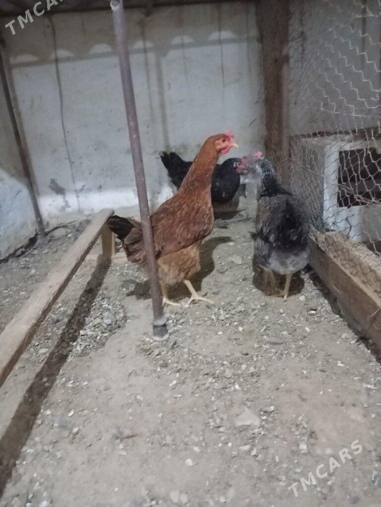 armiyan towuk - Балканабат - img 1