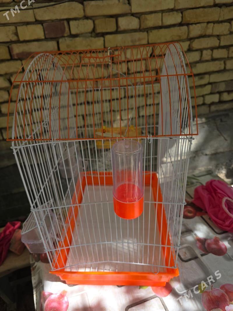 popugay setka - Hitrowka - img 4