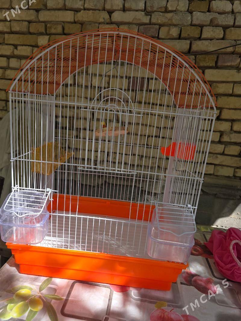 popugay setka - Hitrowka - img 3