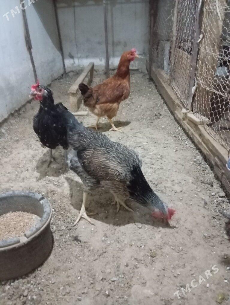 armiyan towuk - Балканабат - img 7