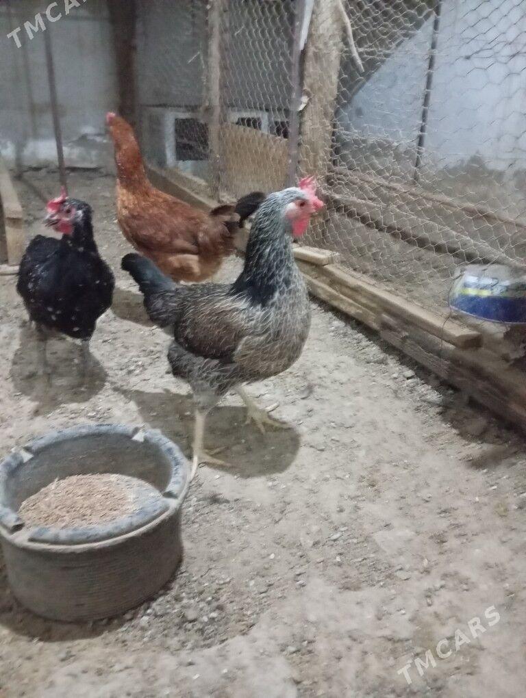 armiyan towuk - Балканабат - img 3