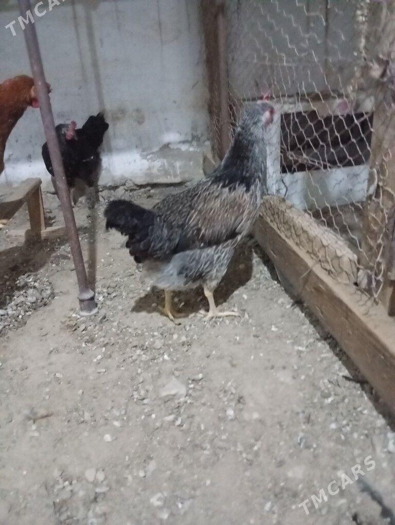 armiyan towuk - Балканабат - img 6