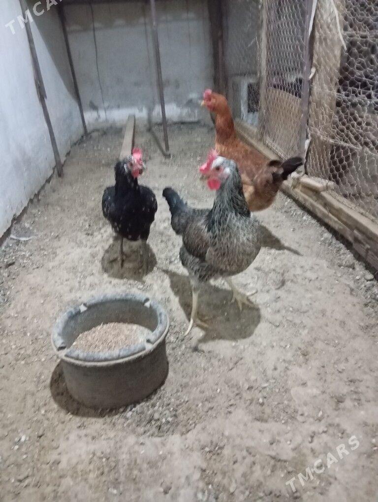 armiyan towuk - Балканабат - img 8