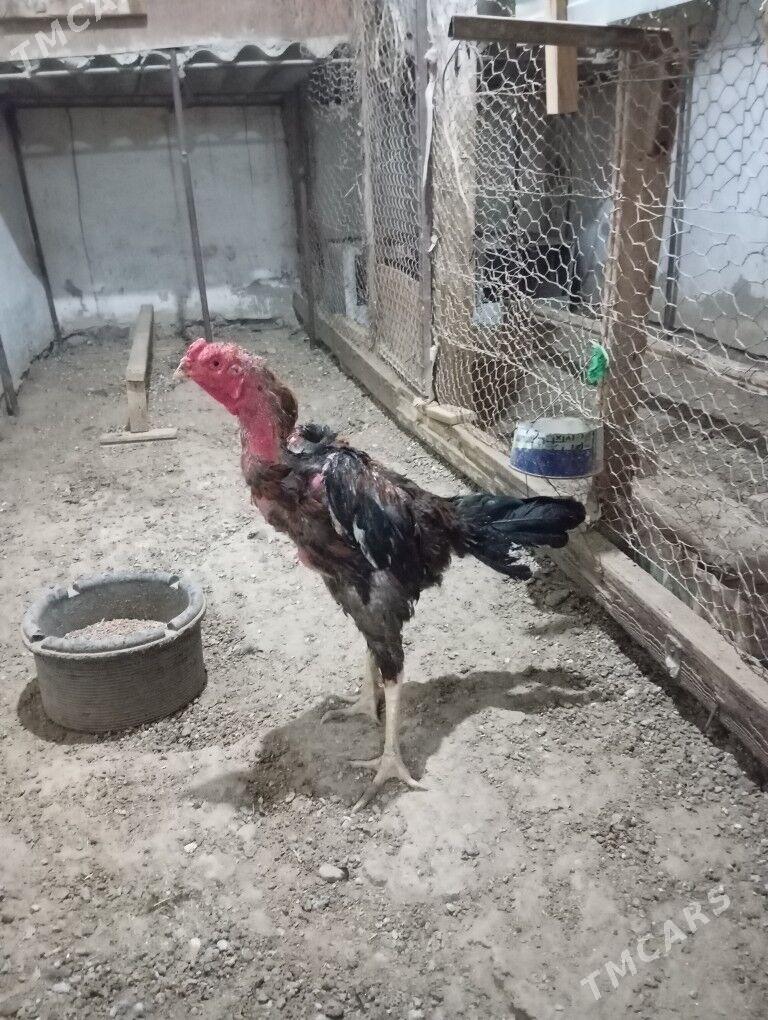 tasken horaz - Balkanabat - img 3