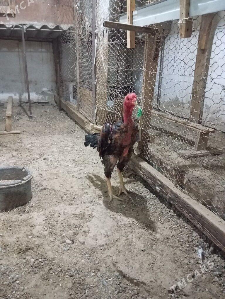 tasken horaz - Balkanabat - img 5