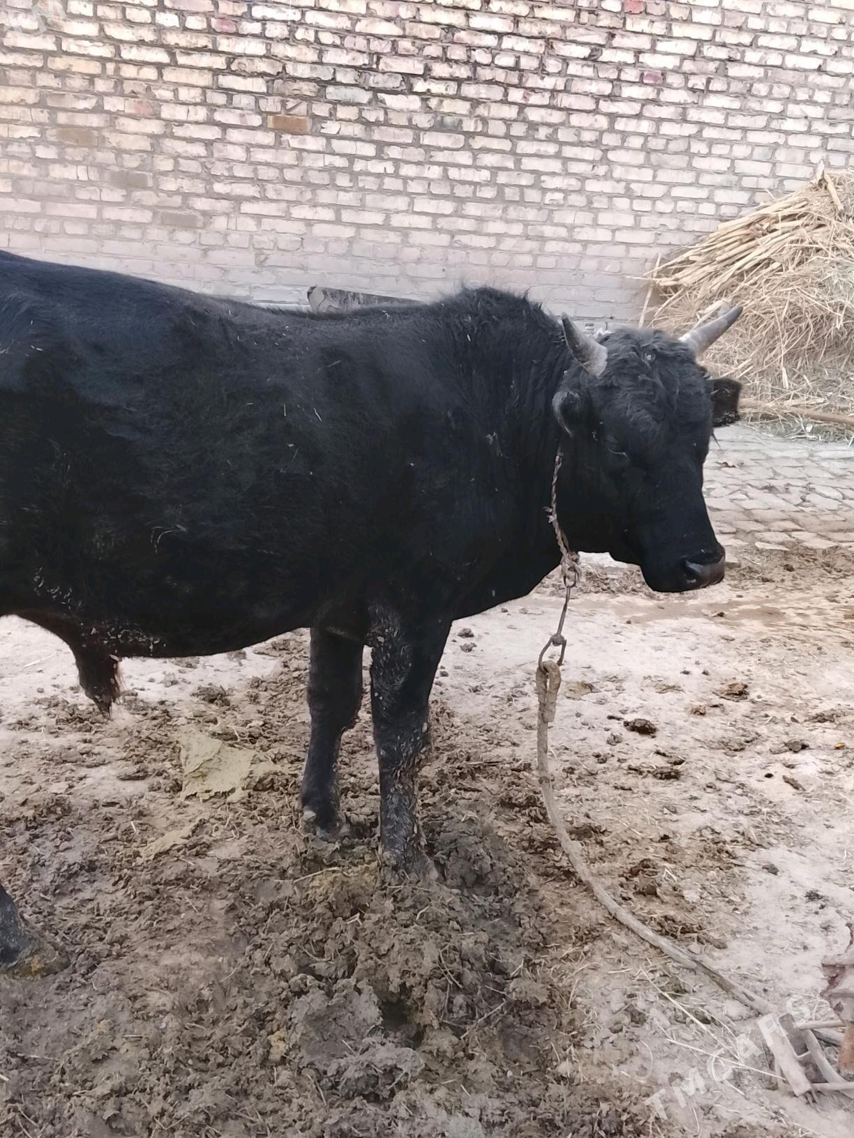 okuz - Sakarçäge - img 1