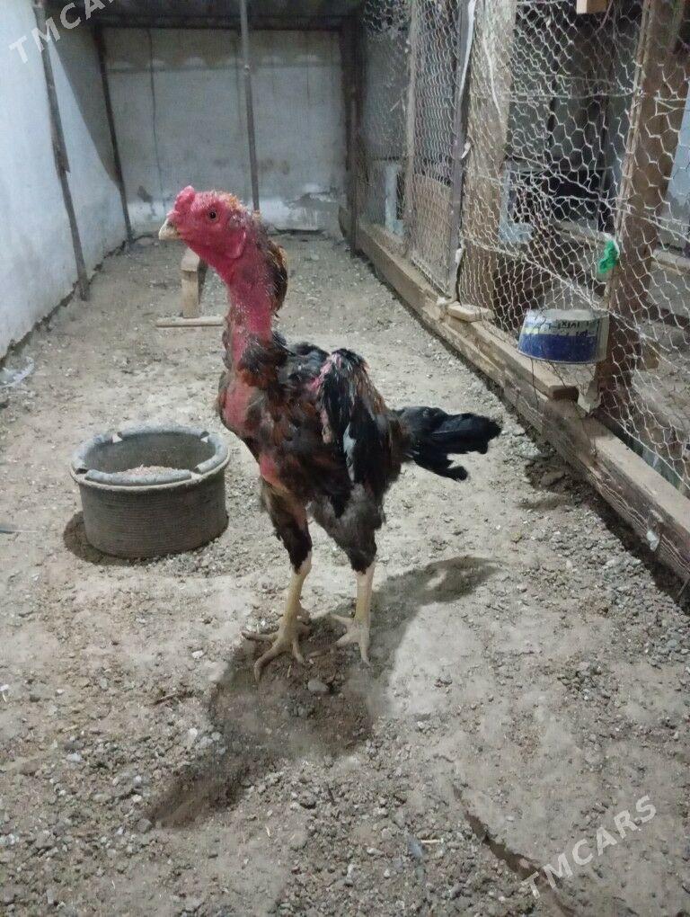 tasken horaz - Balkanabat - img 1