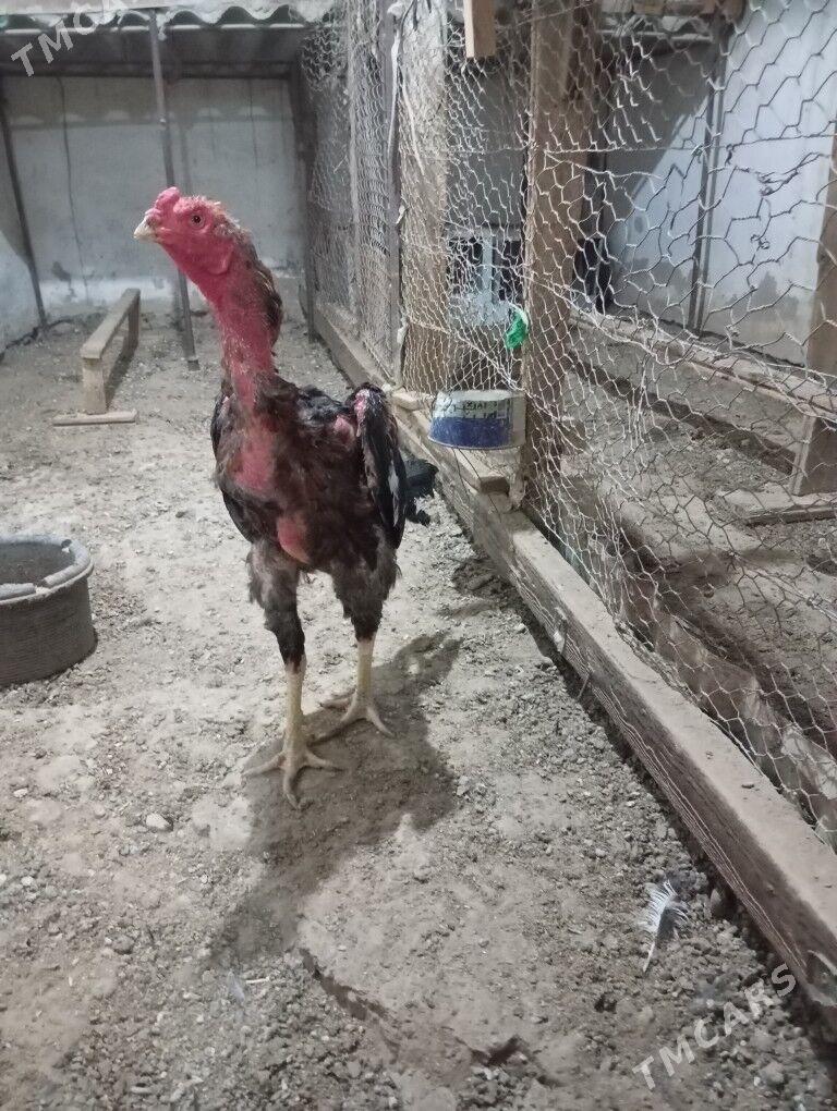 tasken horaz - Balkanabat - img 2