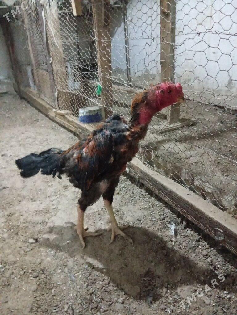 tasken horaz - Balkanabat - img 6