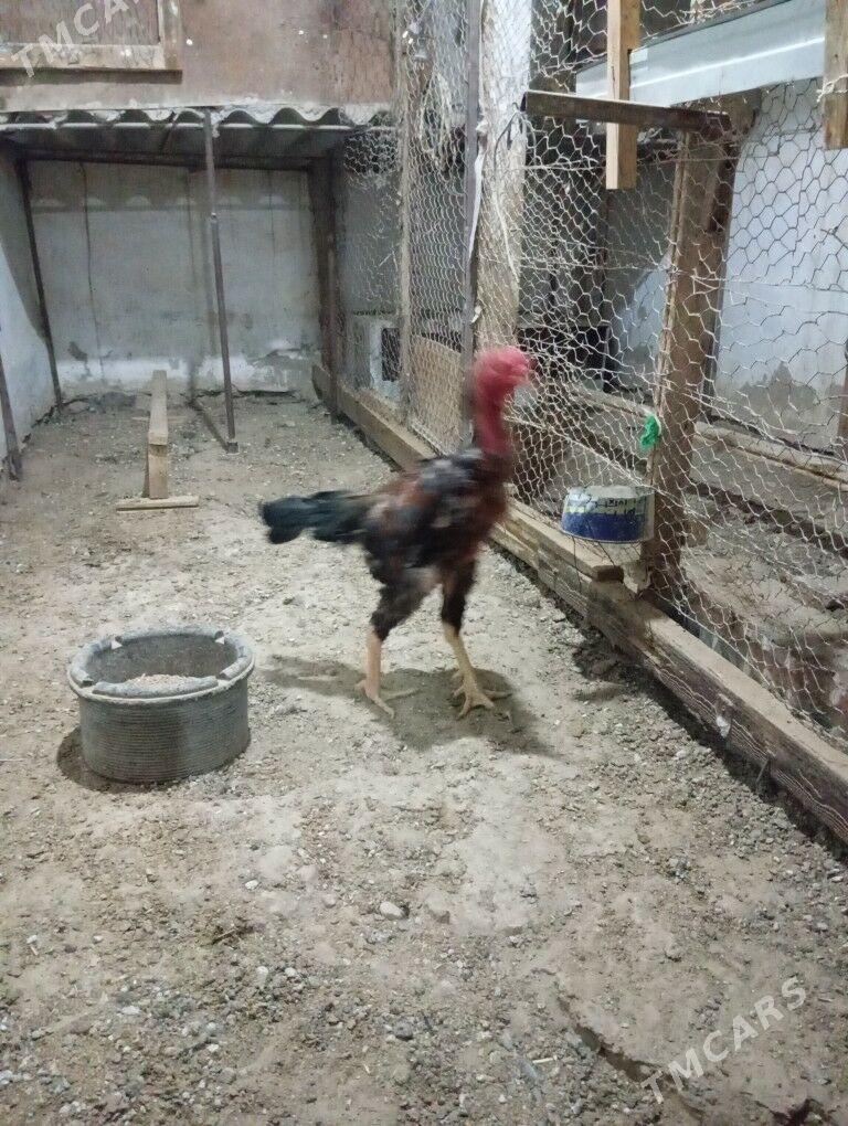 tasken horaz - Balkanabat - img 4