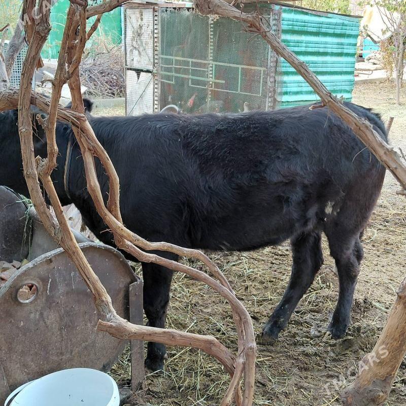 tüwe - Тязе заман - img 4