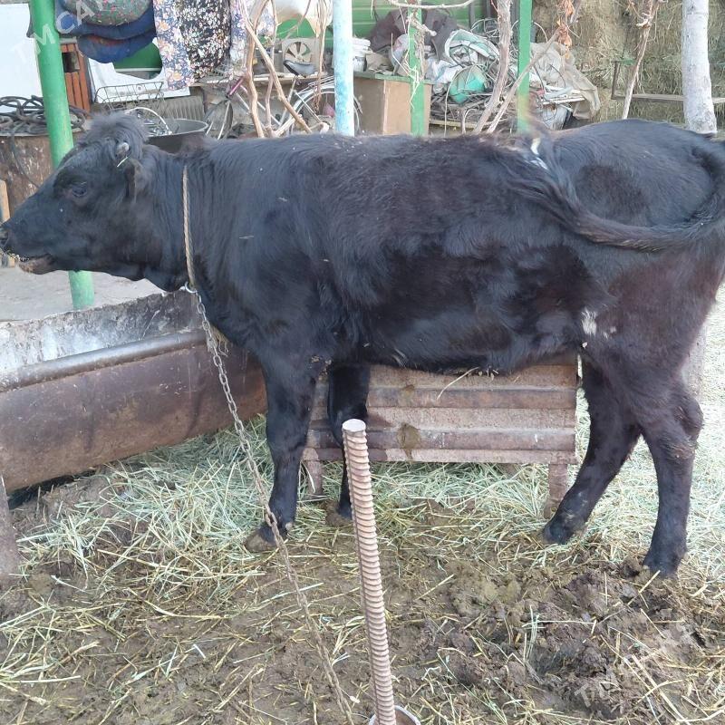 tüwe - Тязе заман - img 3