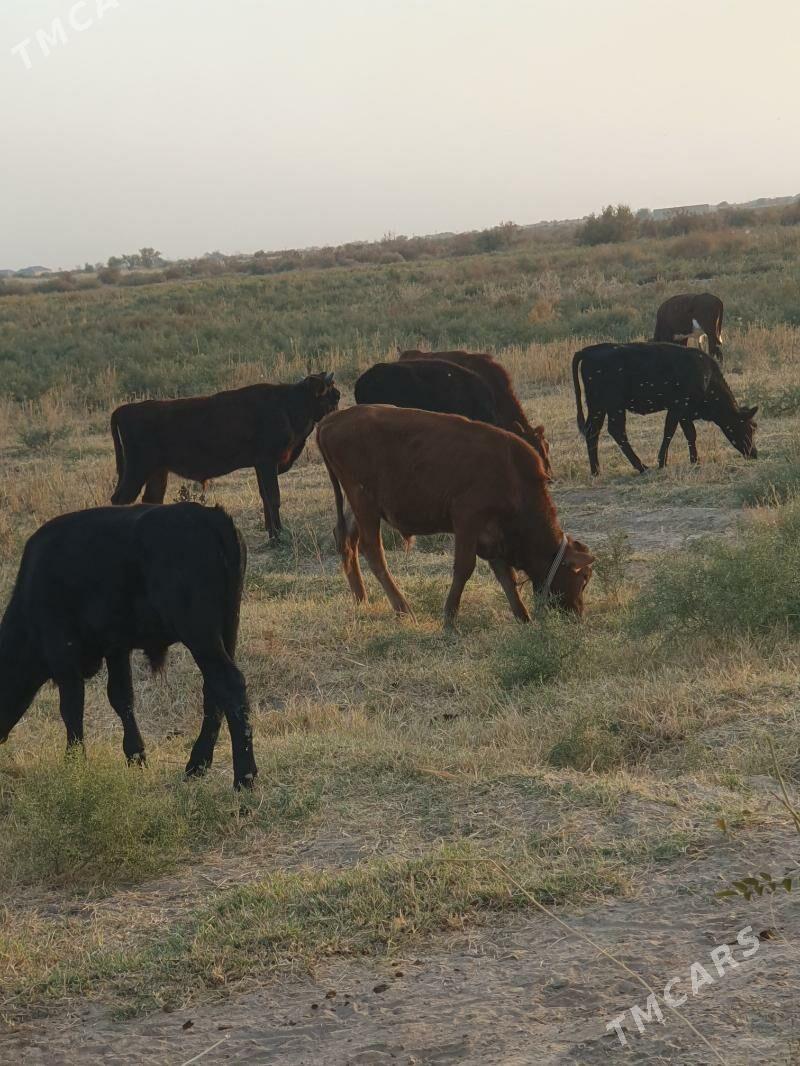 okuzce - Wekilbazar - img 1