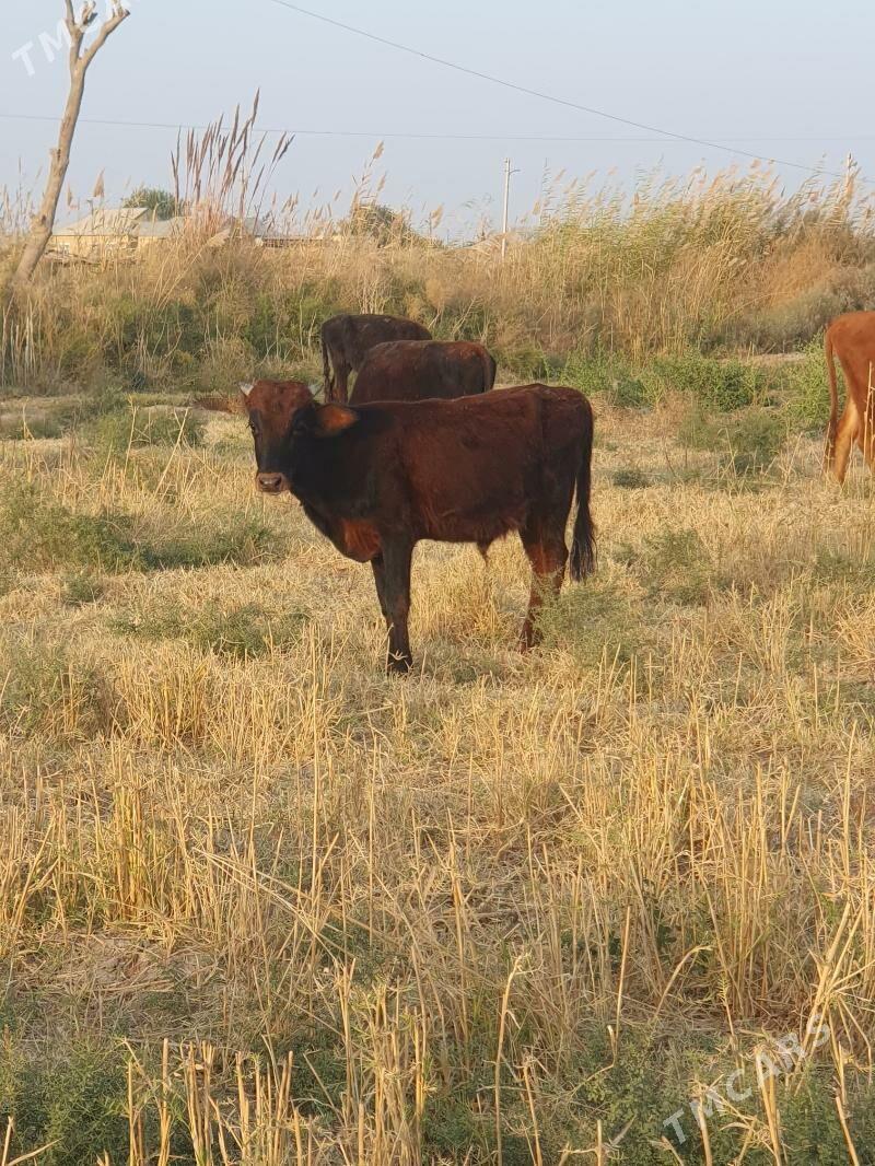 okuzce - Wekilbazar - img 8