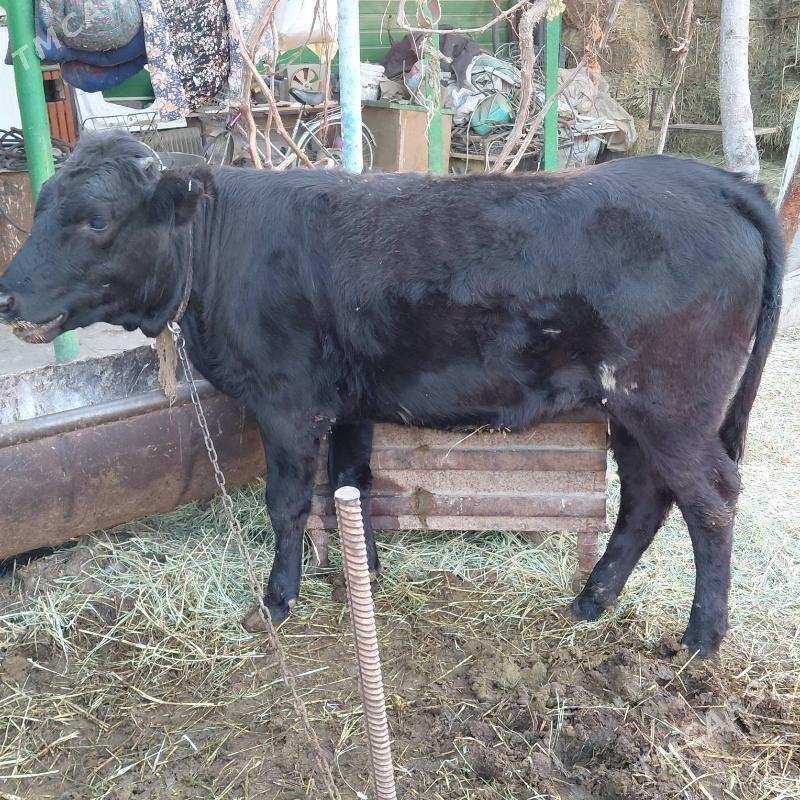 tüwe - Тязе заман - img 2