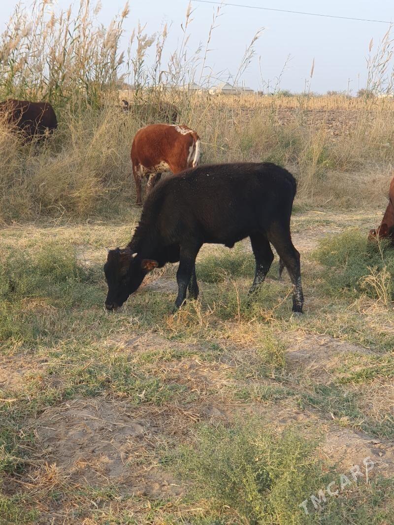 okuzce - Wekilbazar - img 6