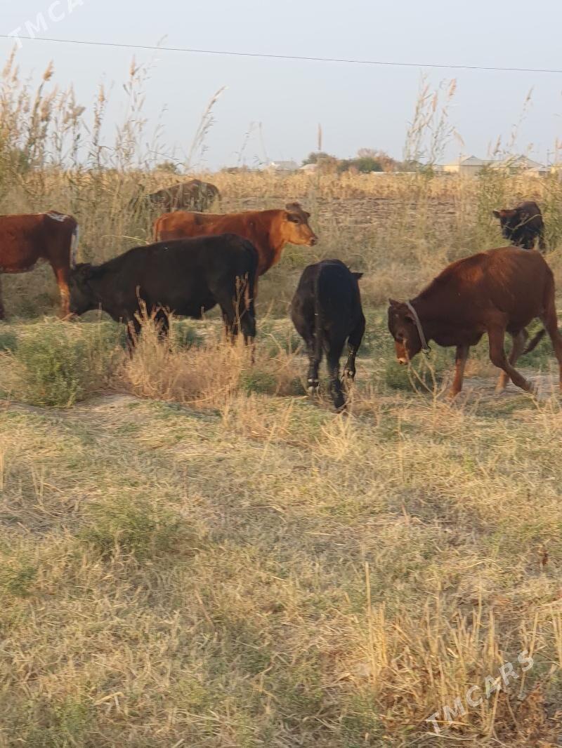 okuzce - Wekilbazar - img 9