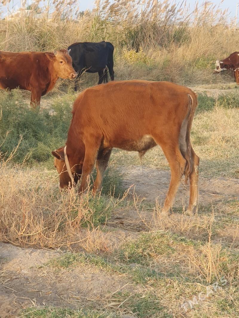 okuzce - Wekilbazar - img 7
