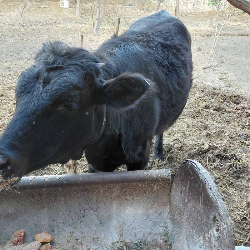 tüwe - Тязе заман - img 5