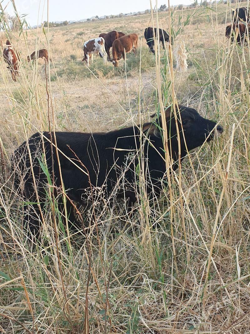 okuzce - Wekilbazar - img 3