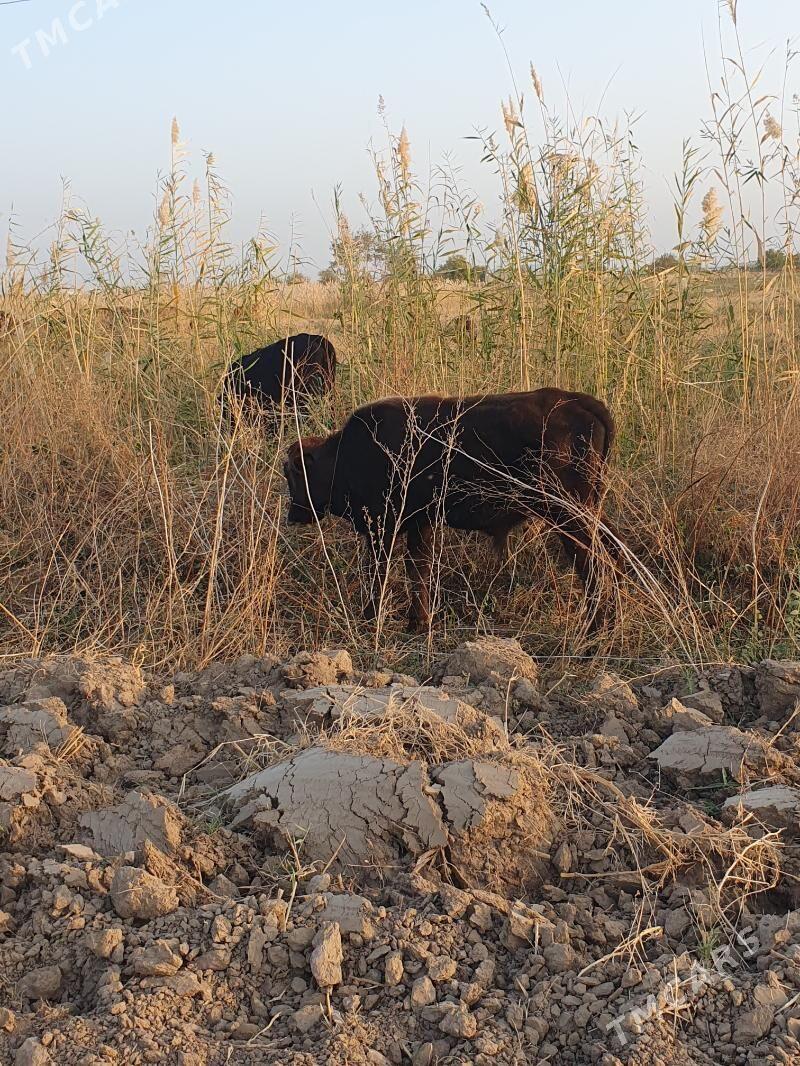 okuzce - Wekilbazar - img 5
