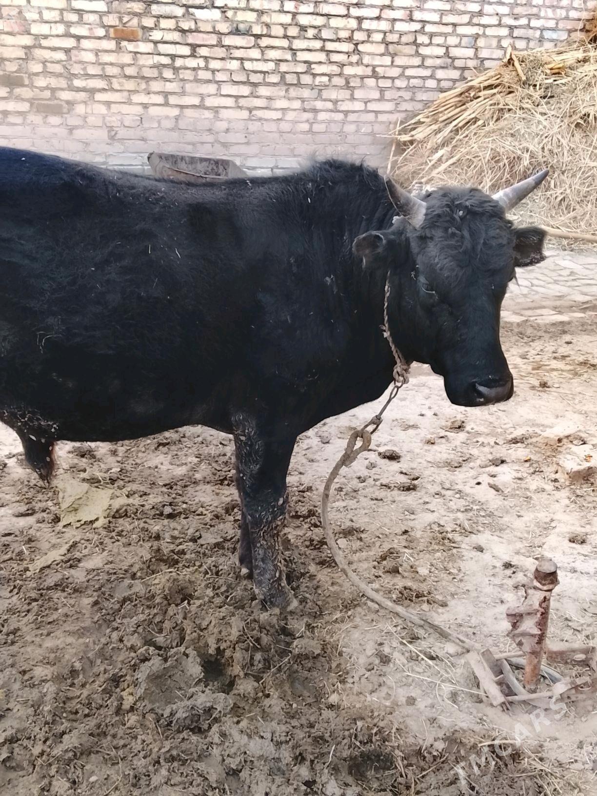 okuz - Sakarçäge - img 2