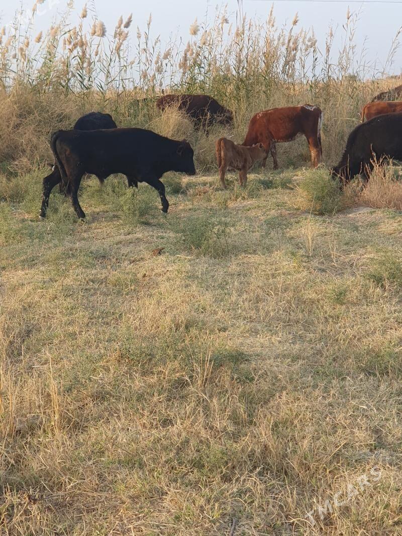 okuzce - Wekilbazar - img 10