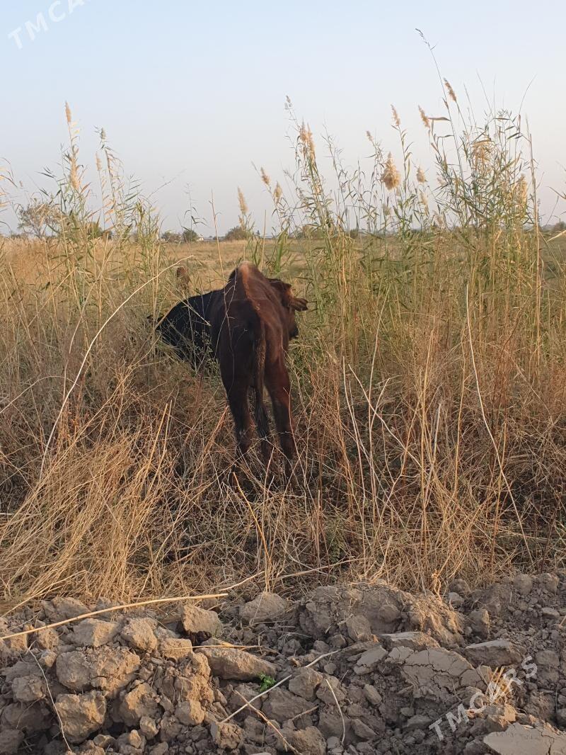 okuzce - Wekilbazar - img 4