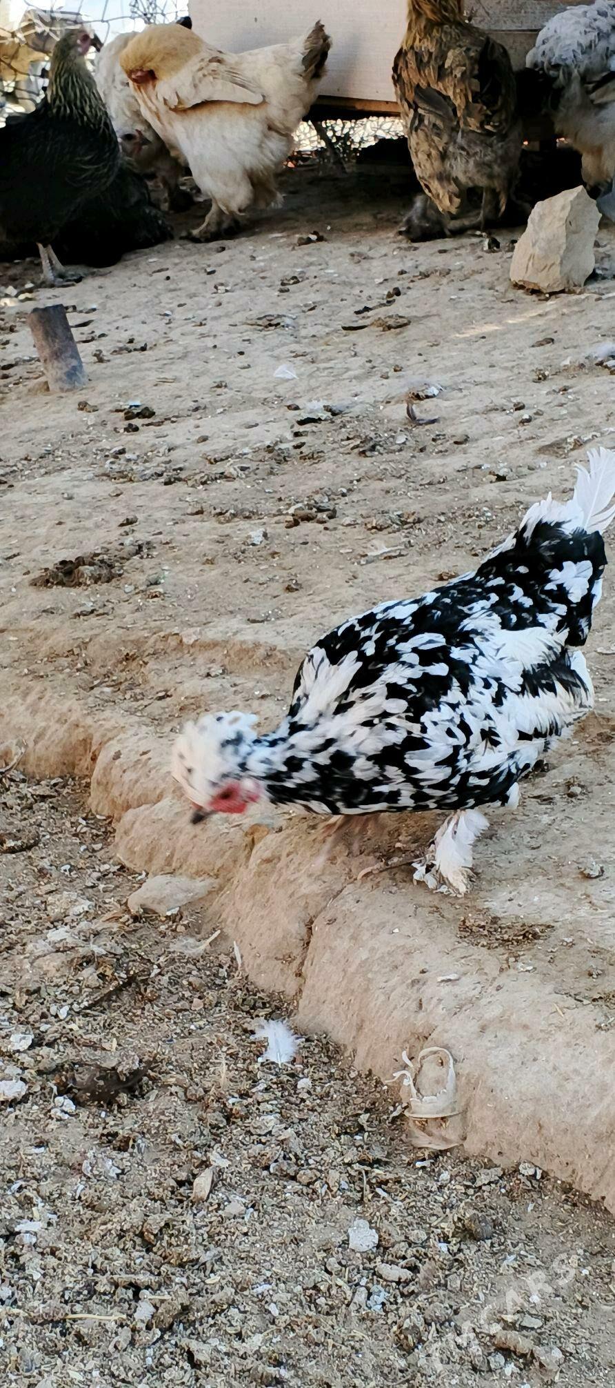 karlik - Гызыларбат - img 4