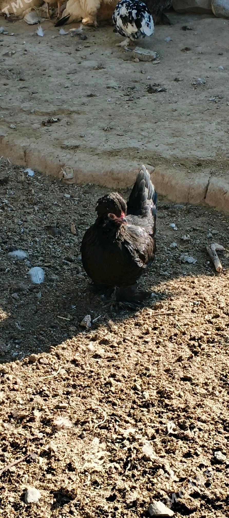 karlik - Гызыларбат - img 2