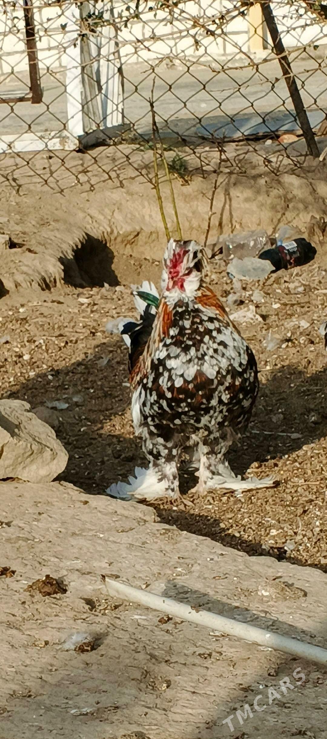 karlik - Гызыларбат - img 7