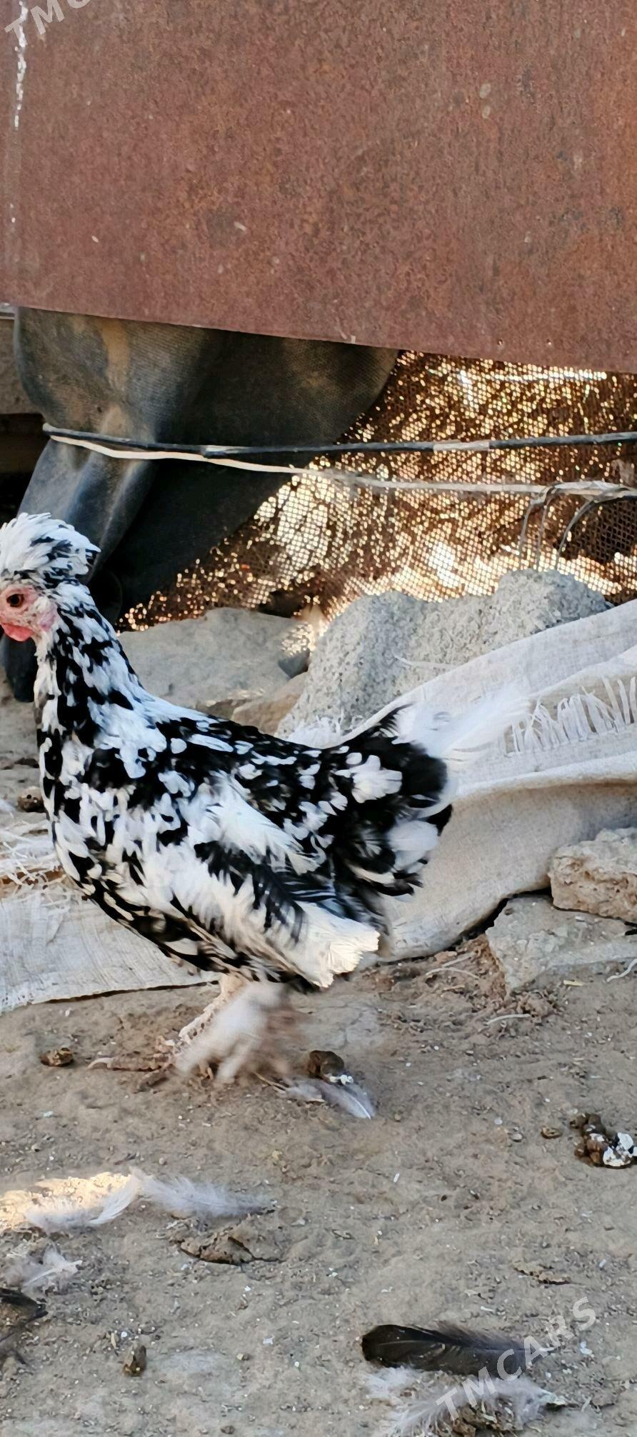 karlik - Гызыларбат - img 3